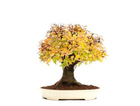 Zelkova serrata - Orme - 40 cm