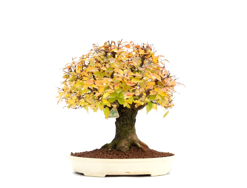 Zelkova serrata - Orme - 40 cm