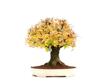 Zelkova serrata - Orme - 40 cm