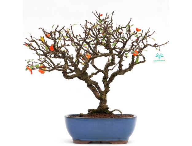 Chaenomeles - 40 cm