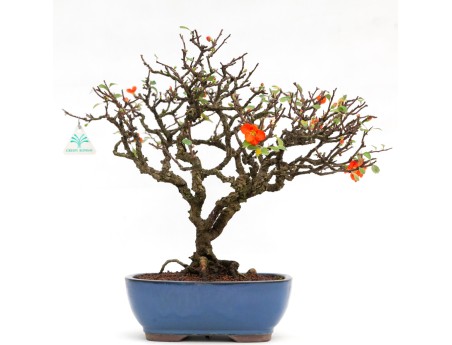 Chaenomeles - 40 cm