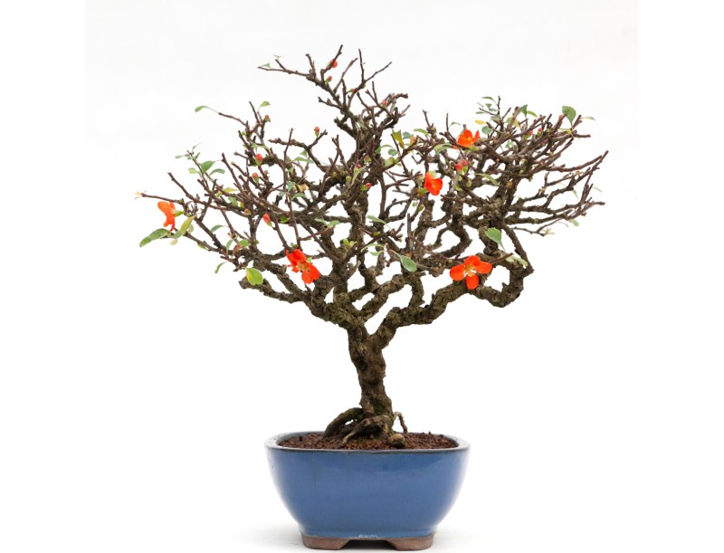 Chaenomeles - 40 cm