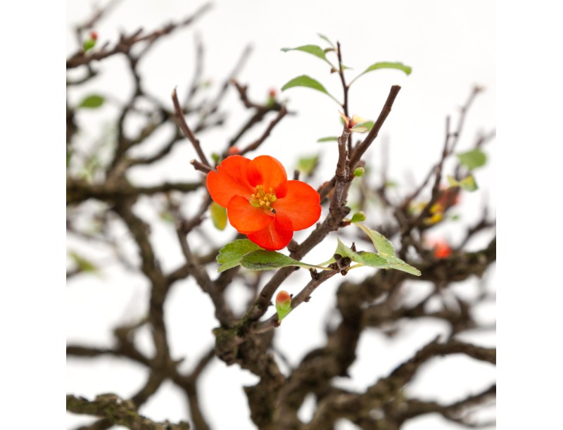 Chaenomeles - 40 cm