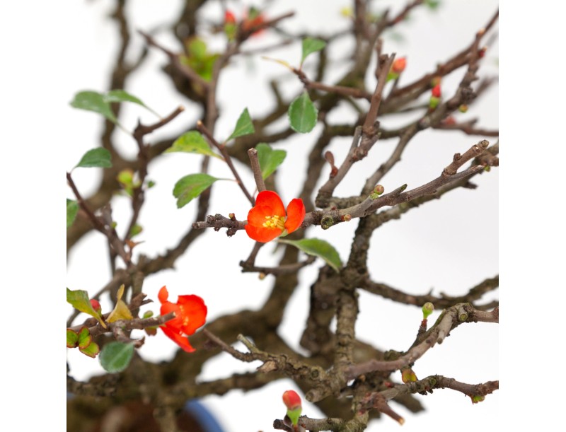 Chaenomeles - 40 cm