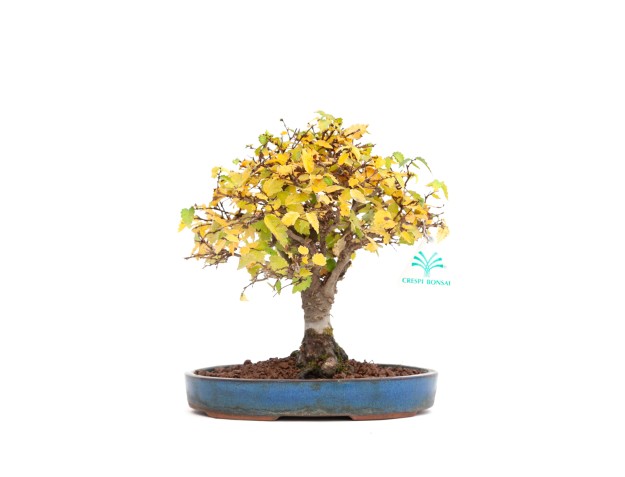 Zelkova serrata - Olmo - 21 cm