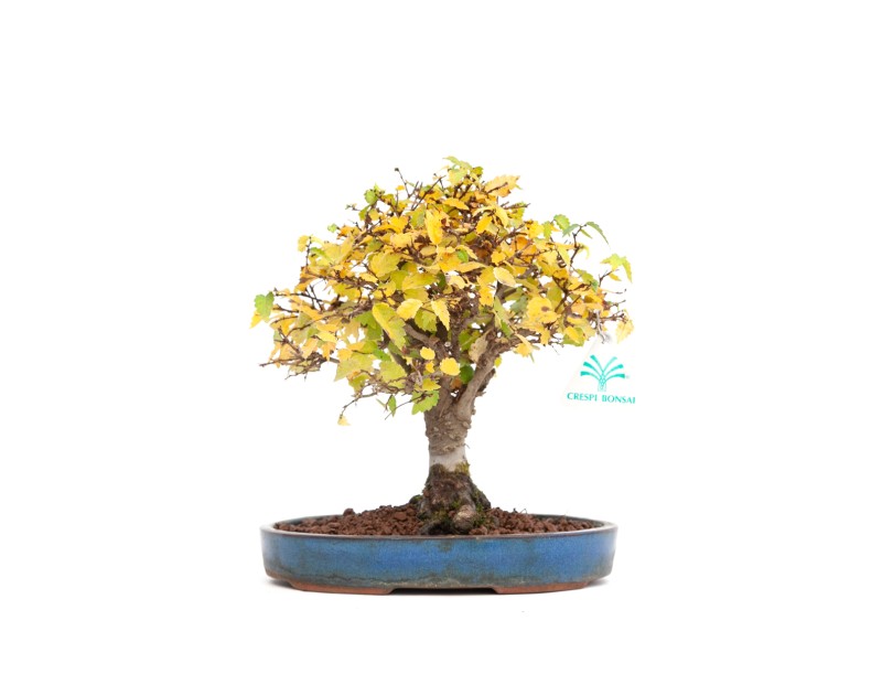 Zelkova serrata - Orme - 21 cm
