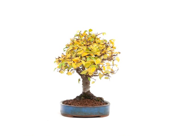 Zelkova serrata - Olmo - 21 cm 2