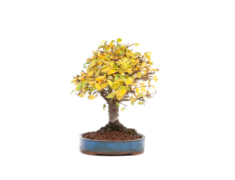 Zelkova serrata - Ulme - 21 cm