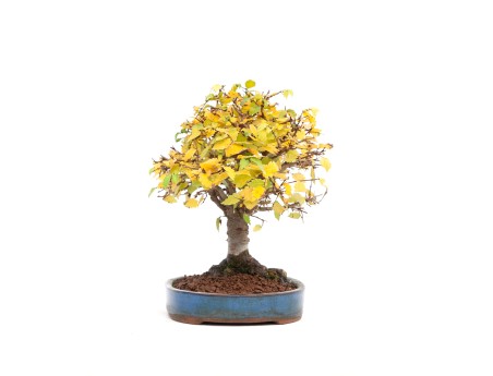Zelkova serrata - Iep - 21 cm