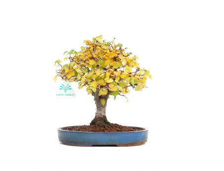 Zelkova serrata - Elm - 21 cm