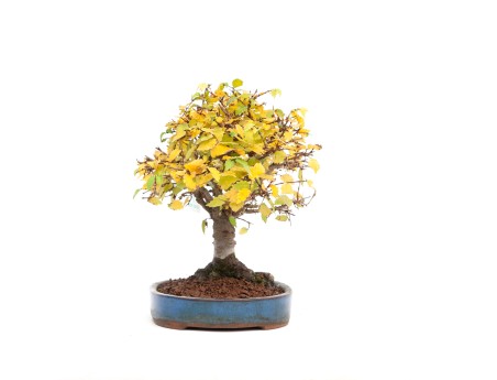 Zelkova serrata - Olmo - 21 cm