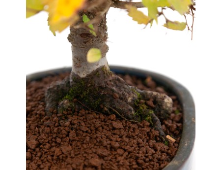 Zelkova serrata - Elm - 21 cm