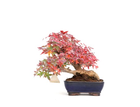 Acer palmatum viridis - Arce - 23 cm