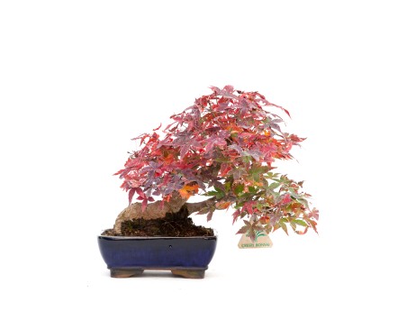 Acer palmatum viridis - érable - 23 cm