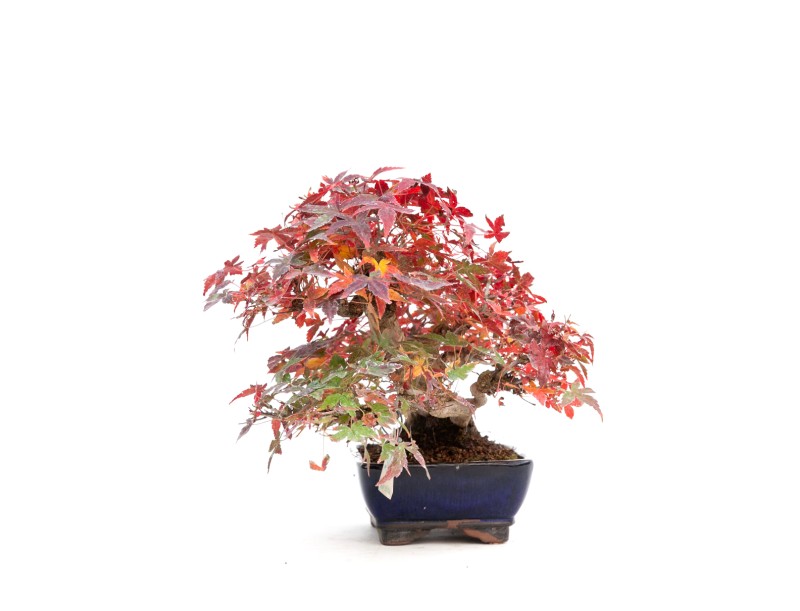 Acer palmatum viridis - maple - 23 cm