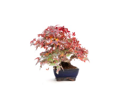 Acer palmatum viridis - érable - 23 cm