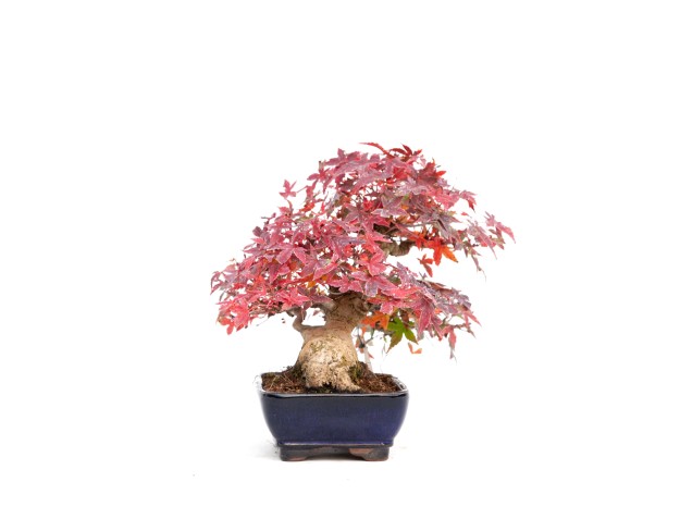 Acer palmatum viridis - érable - 23 cm 2