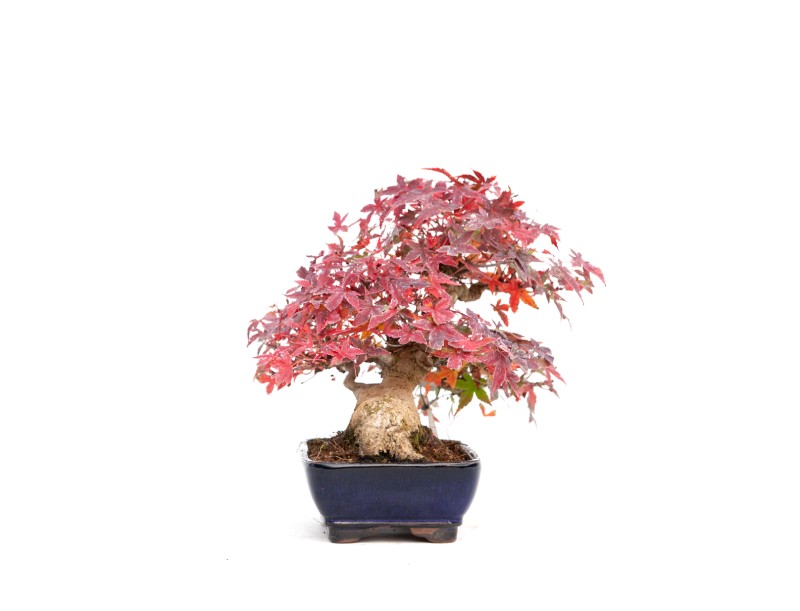 Acer palmatum viridis - Esdoorn - 23 cm