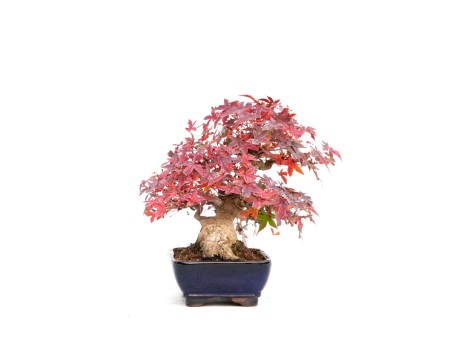 Acer palmatum viridis - érable - 23 cm