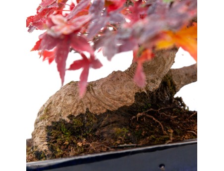 Acer palmatum viridis - maple - 23 cm