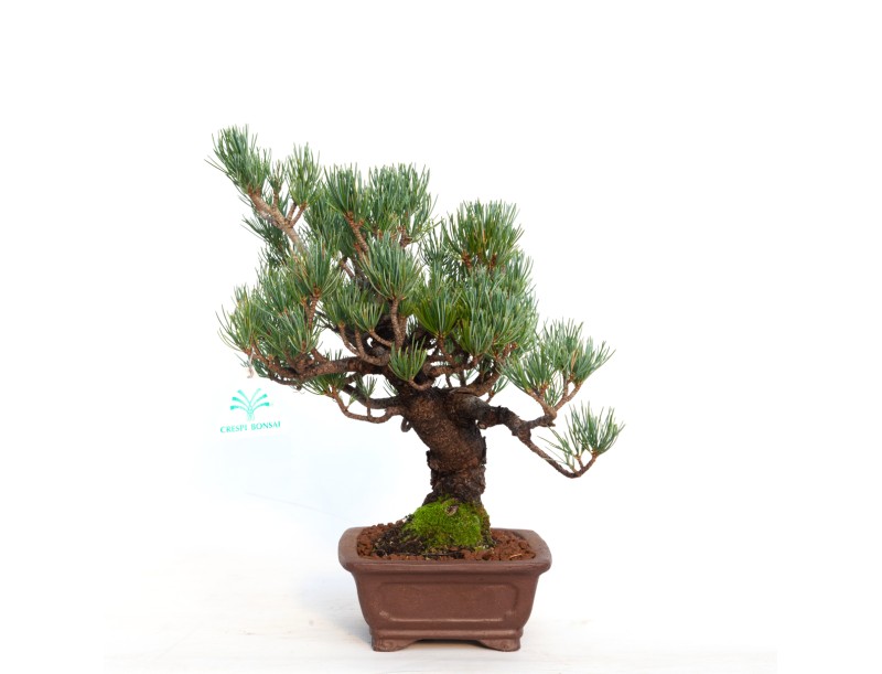 Pinus pentaphylla - 30 cm