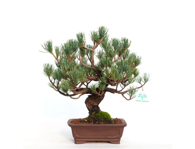 Pinus pentaphylla - 30 cm