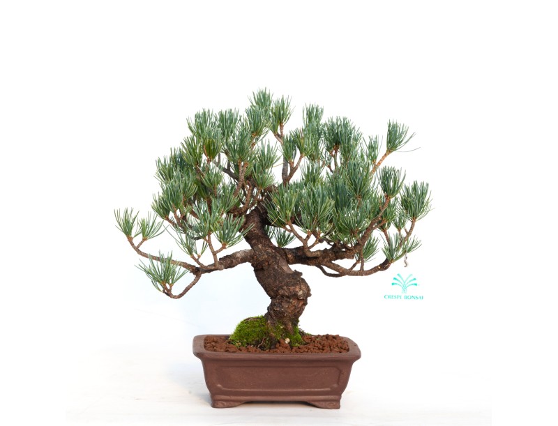 Pinus pentaphylla - 30 cm