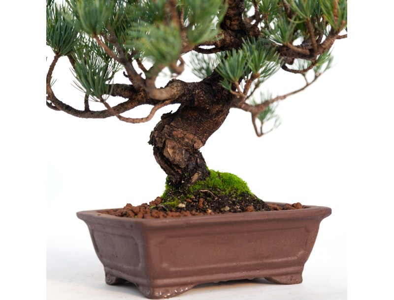 Pinus pentaphylla - 30 cm