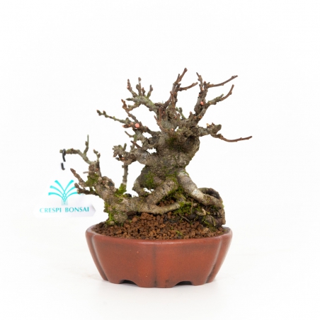 Chaenomeles Chojubai - 14 cm