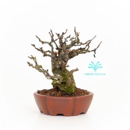 Chaenomeles Chojubai - 14 cm