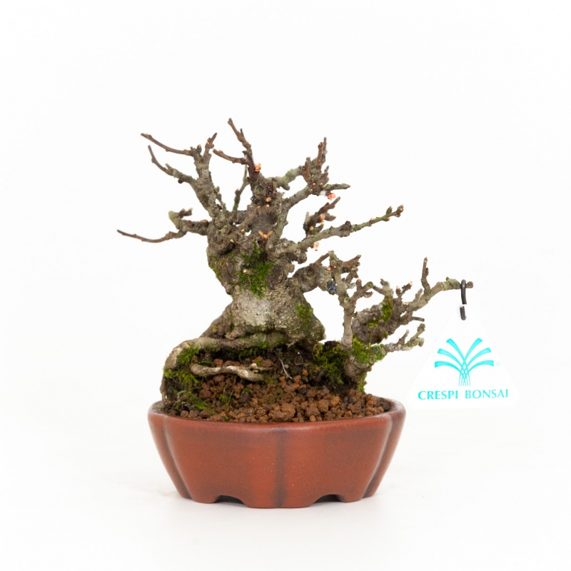 Chaenomeles Chojubai - 14 cm