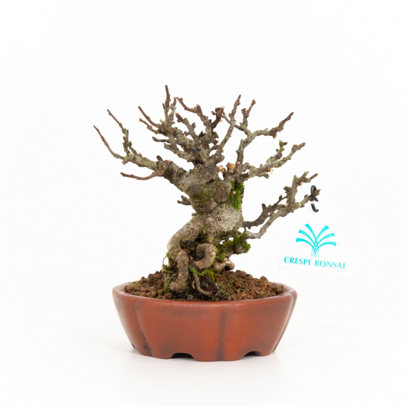 Chaenomeles Chojubai - 14 cm