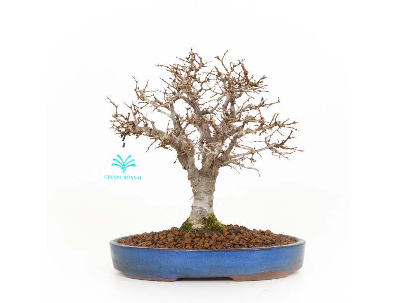Zelkova serrata - Orme - 21 cm