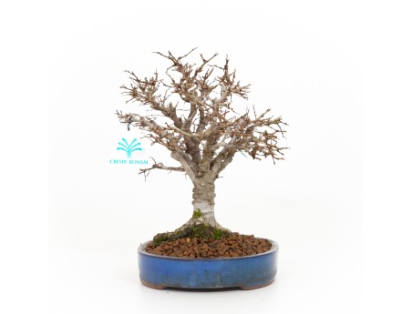 Zelkova serrata - Elm - 21 cm