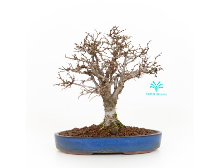 Zelkova serrata - Elm - 21 cm