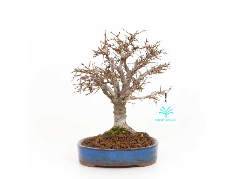 Zelkova serrata - Ulme - 21 cm