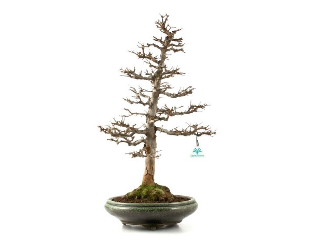 Acer buergerianum - maple - 61 cm 2