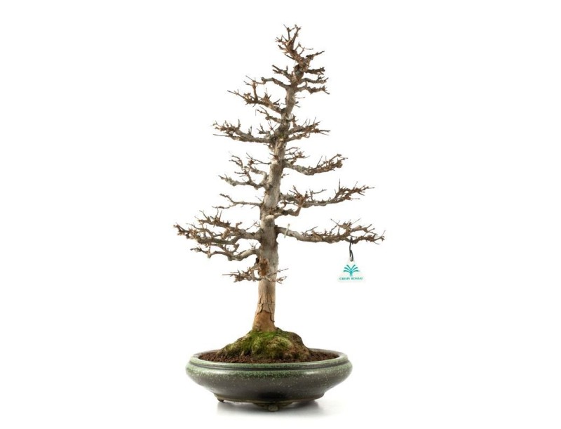 Acer buergerianum - Ahorn - 61 cm