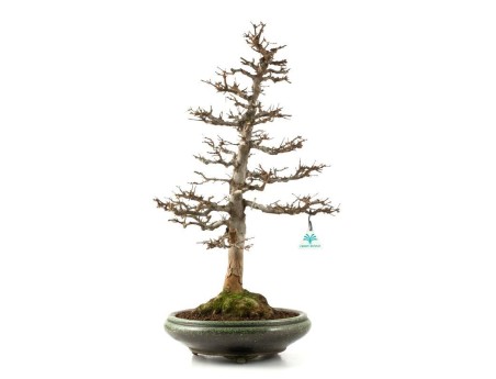 Acer buergerianum - maple - 61 cm