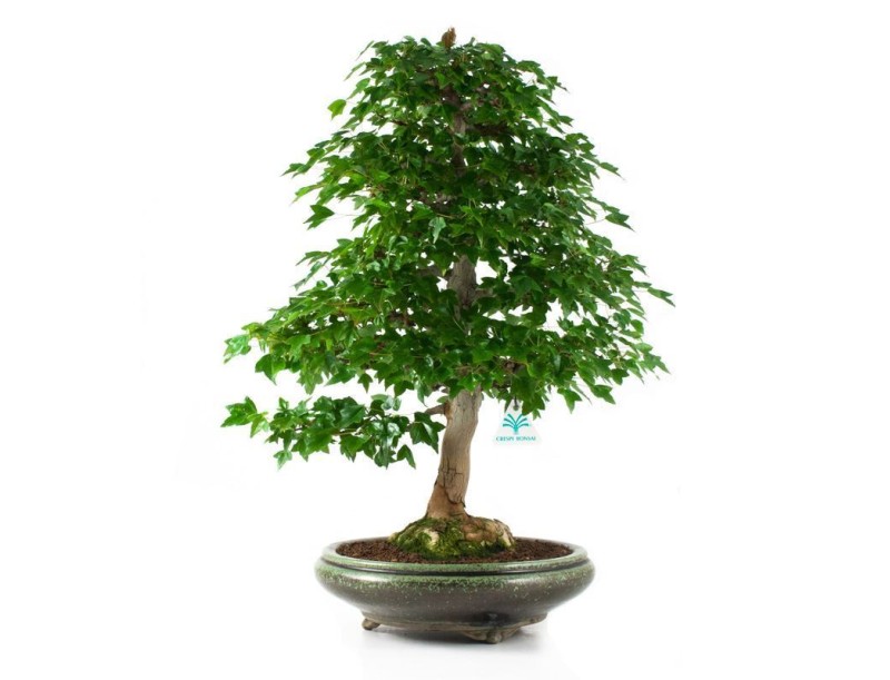 Acer buergerianum - Ahorn - 61 cm