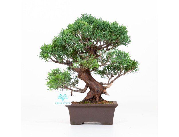 Juniperus chinensis - Genévrier de Chine - 30 cm
