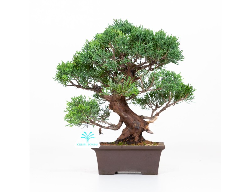 Juniperus chinensis - Enebro - 30 cm