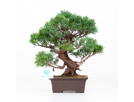 Juniperus chinensis - Enebro - 30 cm