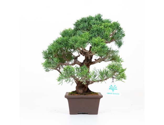 Juniperus chinensis - Enebro - 30 cm 2