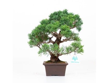 Juniperus chinensis - Juniper - 30 cm
