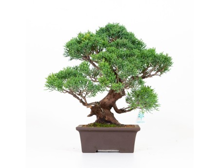 Juniperus chinensis - Wacholder - 30 cm