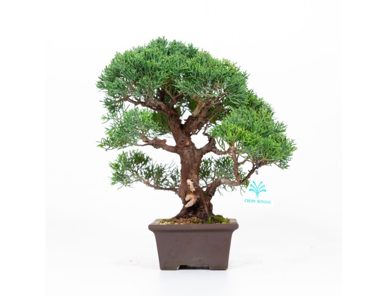 Juniperus chinensis - Genévrier de Chine - 30 cm