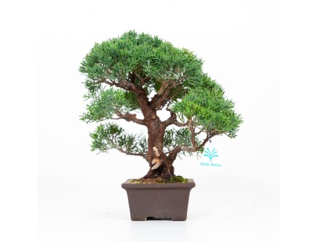 Juniperus chinensis - Ginepro - 30 cm