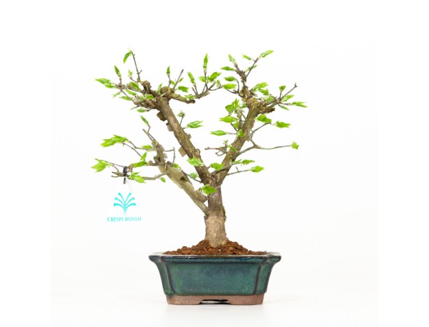 Euonymus - Evonimo - 24 cm