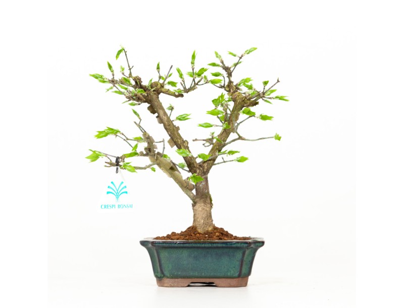 Euonymus – Spindelstrauch – 24 cm
